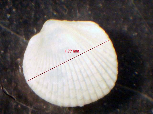 Bivalve da determinare